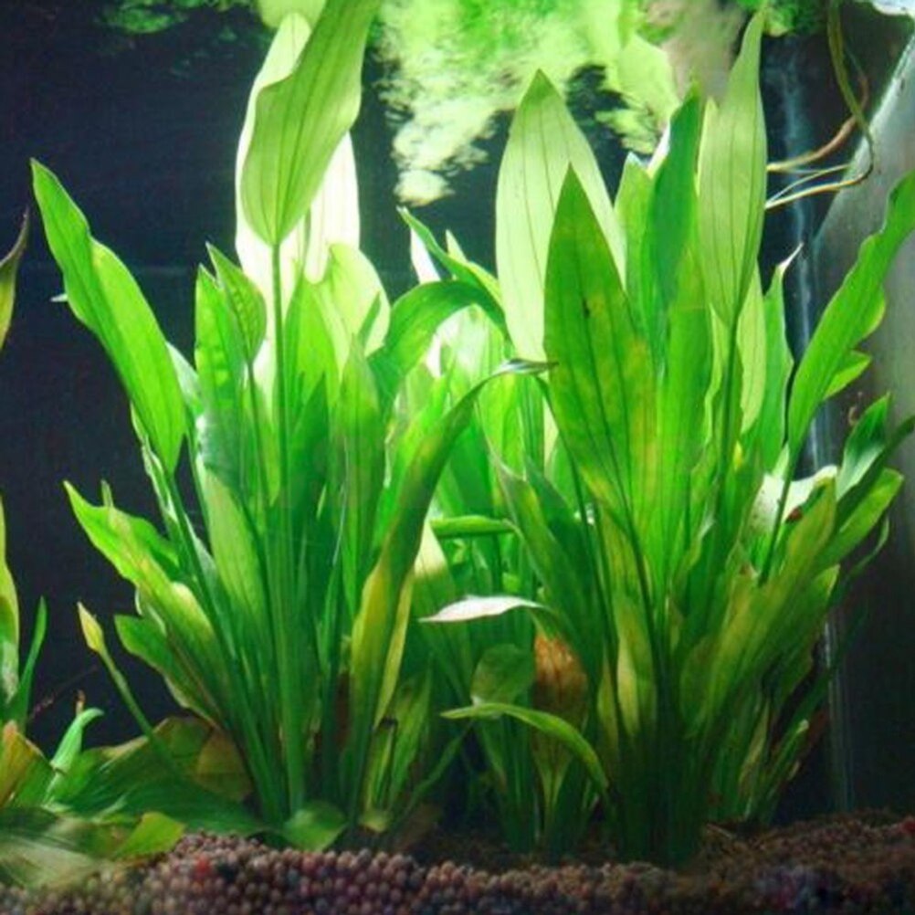 Live Plant Aquarium - 15 سنتيمتر حوض السمك الاصطناعي ديكور