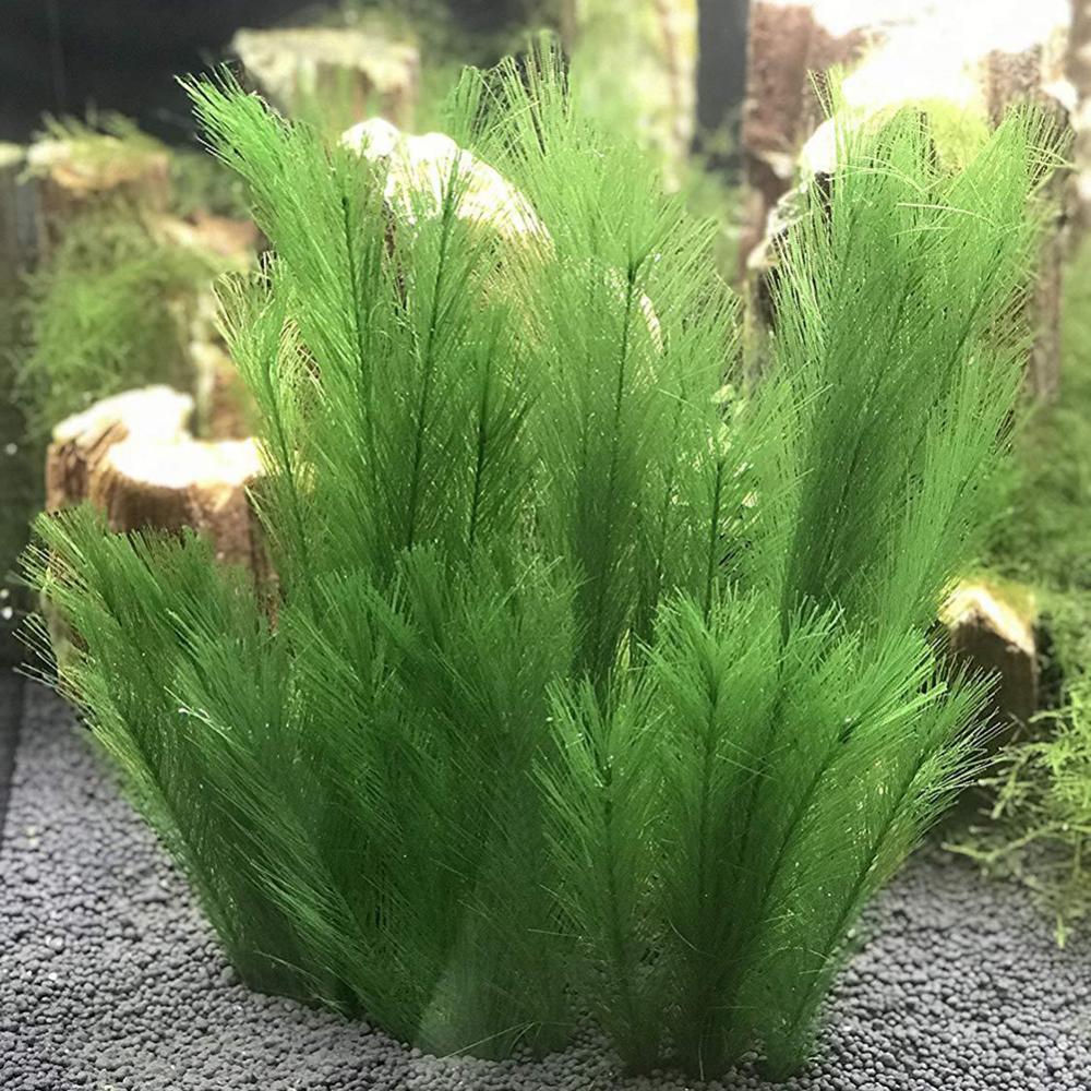 1/3 قطعة 28/40 سنتيمتر حوض للأ - مراجعة Live Plant Aquarium وسعره