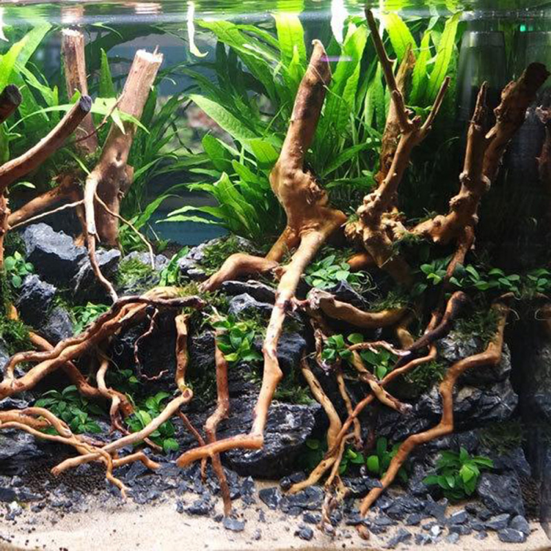 جذع شجرة طبيعي من الخشب العائم - مراجعة Aquarium Driftwood وسعره