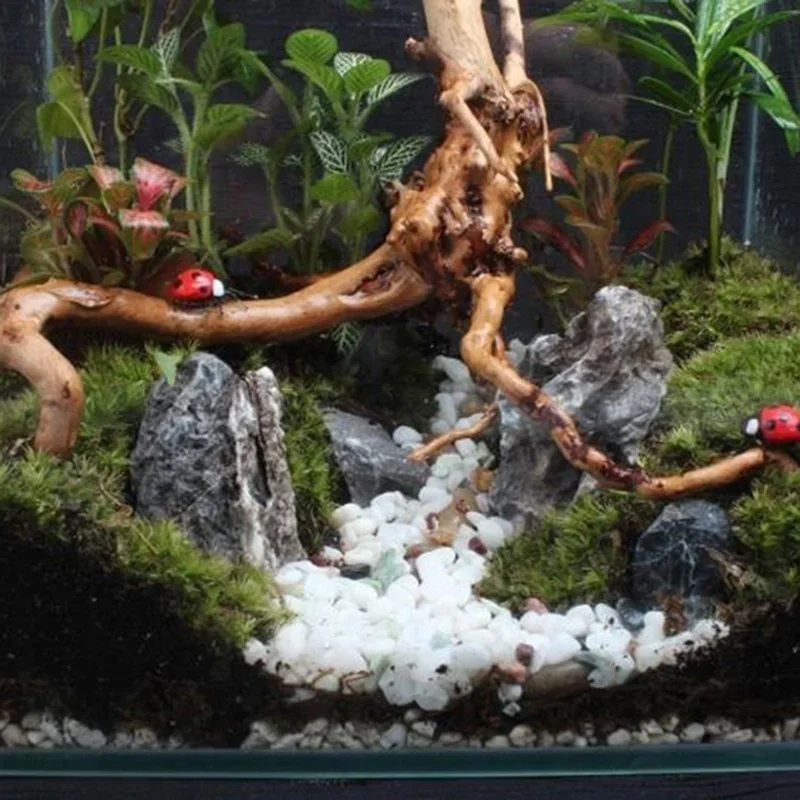شجرة طبيعية جذع Driftwood لحوض - مراجعة Live Plant Aquarium وسعره