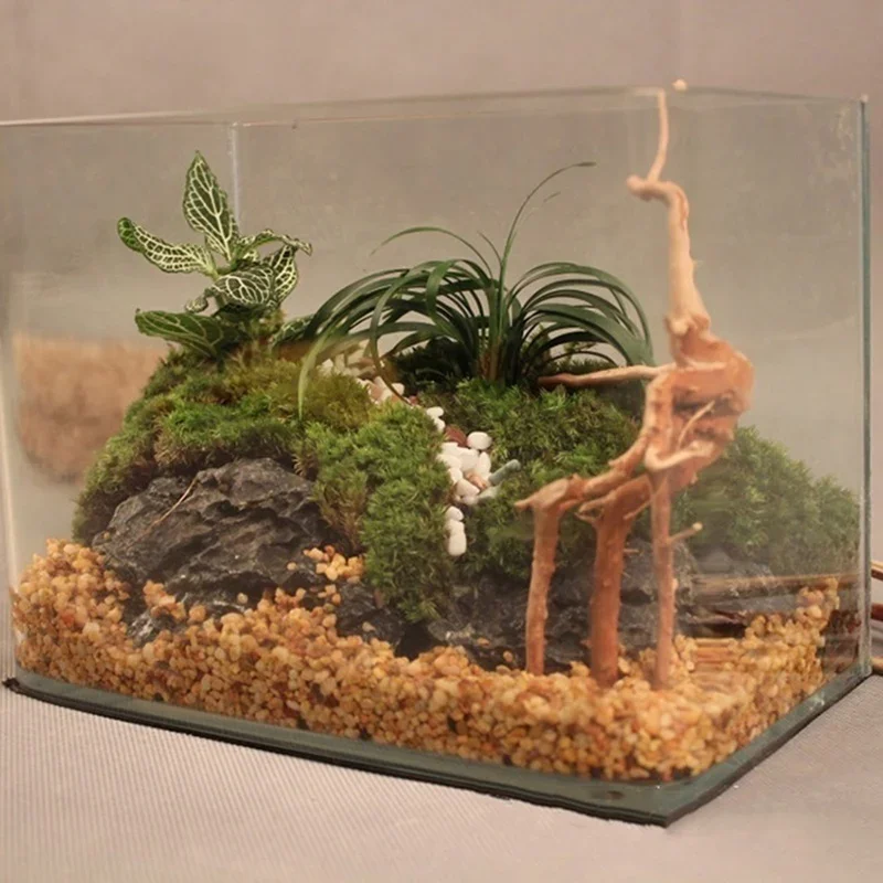 شجرة طبيعية جذع Driftwood لحوض - مراجعة Live Plant Aquarium وسعره