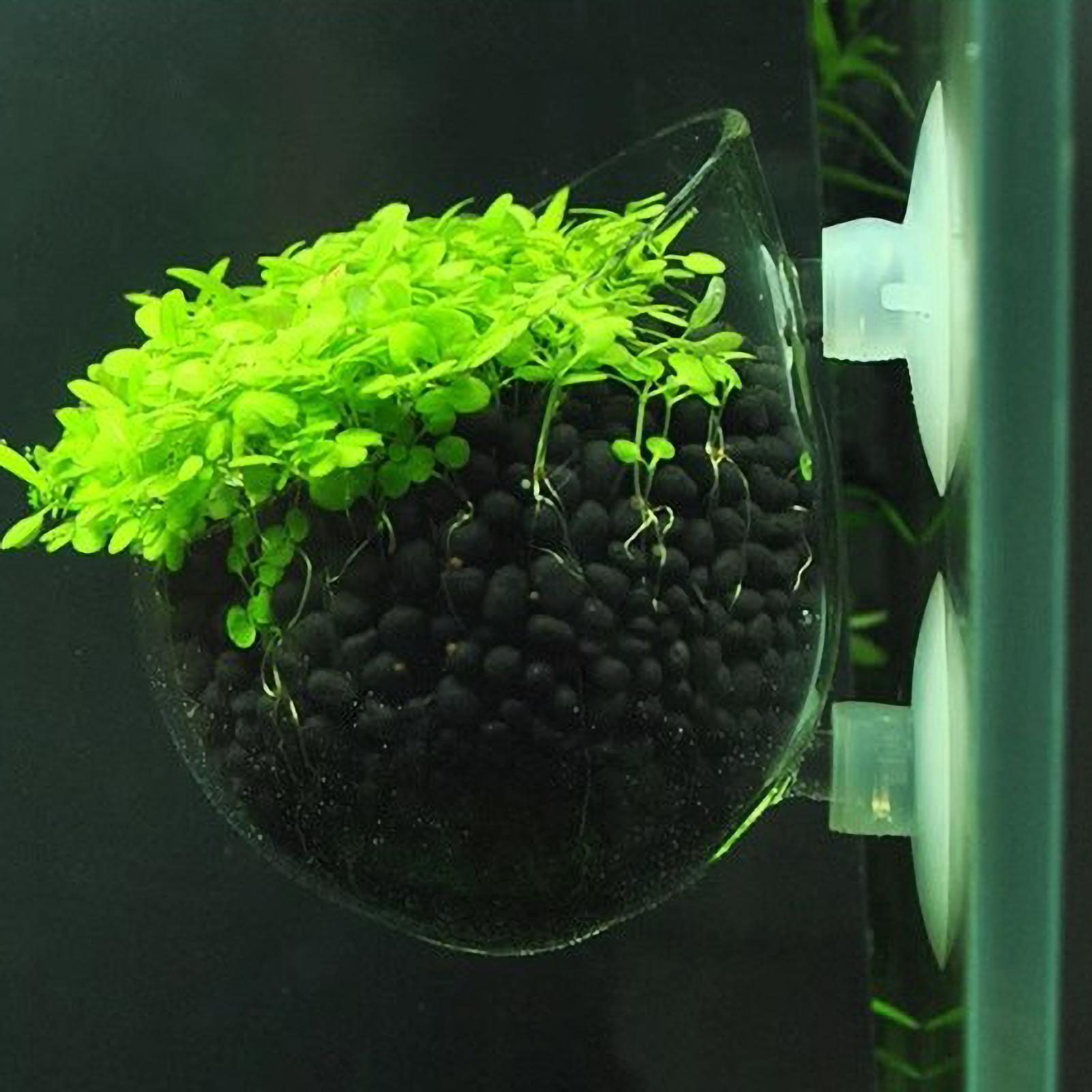 حامل نباتات الزينة الزجاجي مع  - مراجعة Live Plant Aquarium وسعره