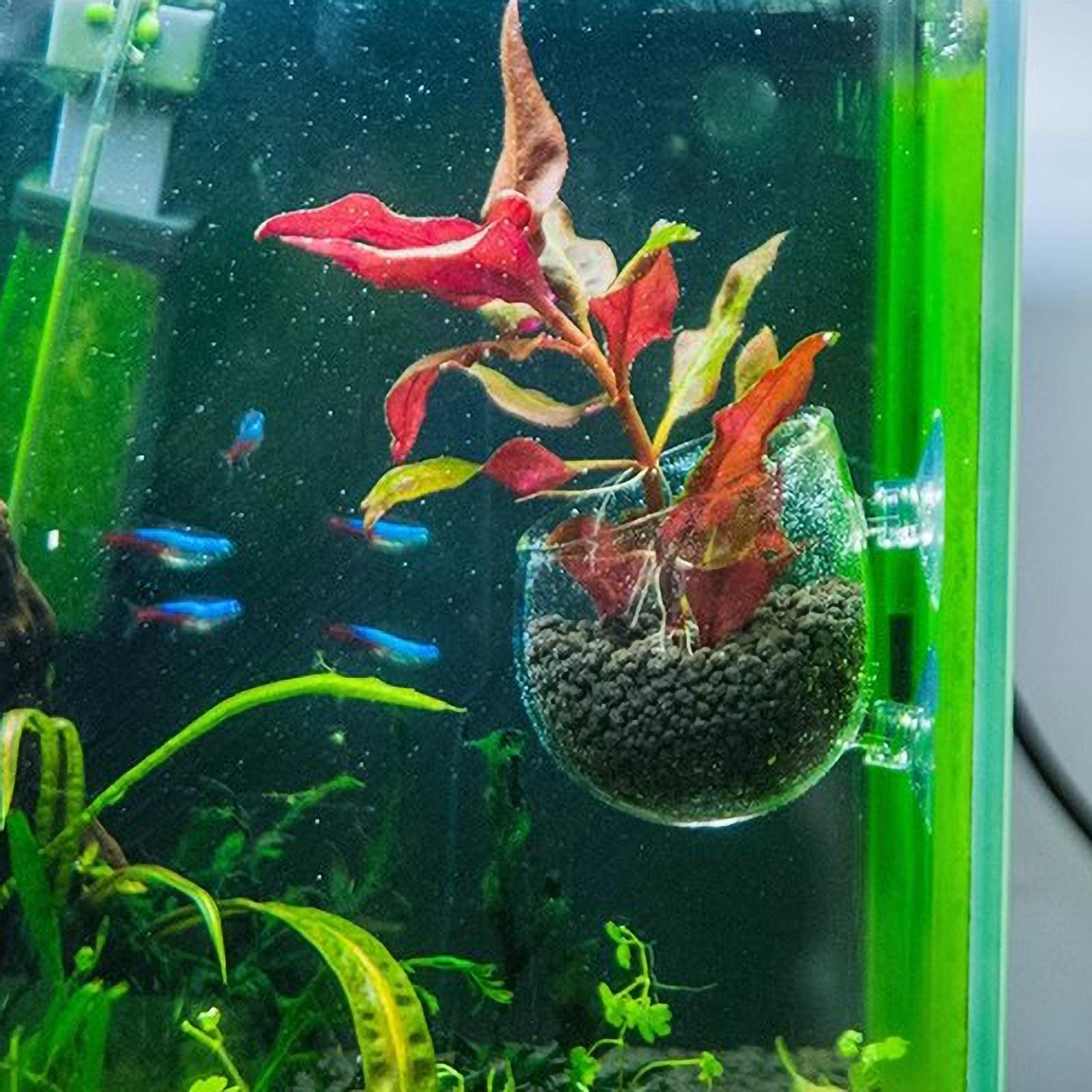 حامل نباتات الزينة الزجاجي مع  - مراجعة Live Plant Aquarium وسعره