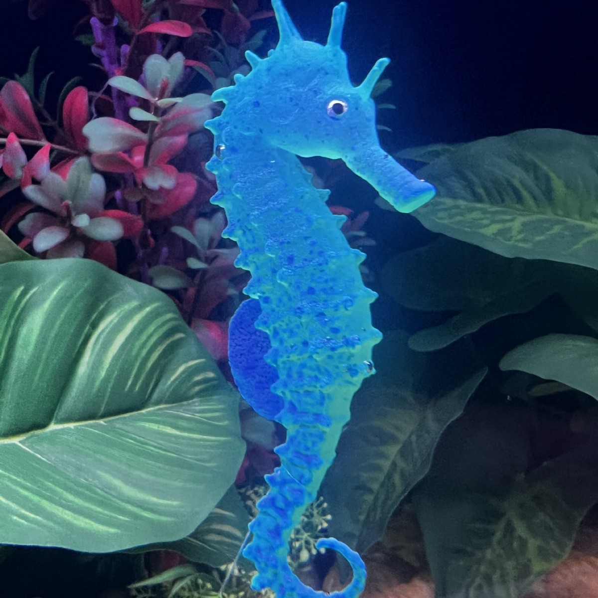 زينة حوض السمك على شكل فرس الب - مراجعة Aquarium Plant Substrate وسعره
