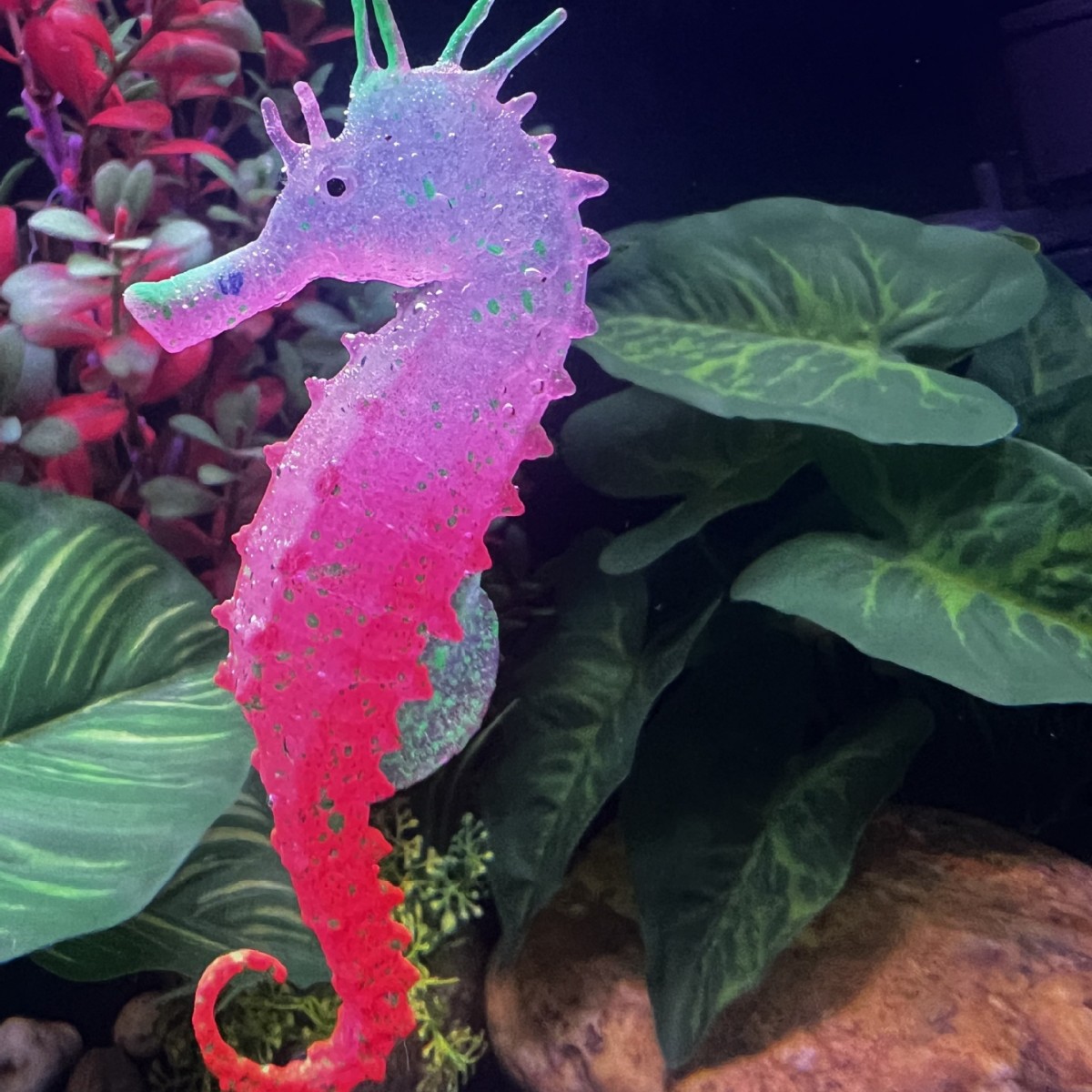 زينة حوض السمك على شكل فرس الب - مراجعة Aquarium Plant Substrate وسعره