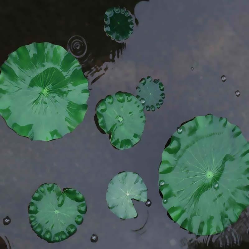 أوراق زنبق الماء الاصطناعية 20 - مراجعة Aquarium Plant Substrate وسعره