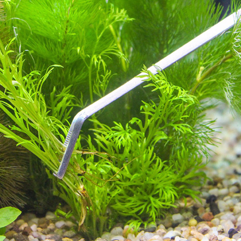 مجموعة أدوات صيانة أحواض السمك - مراجعة Live Plant Aquarium وسعره