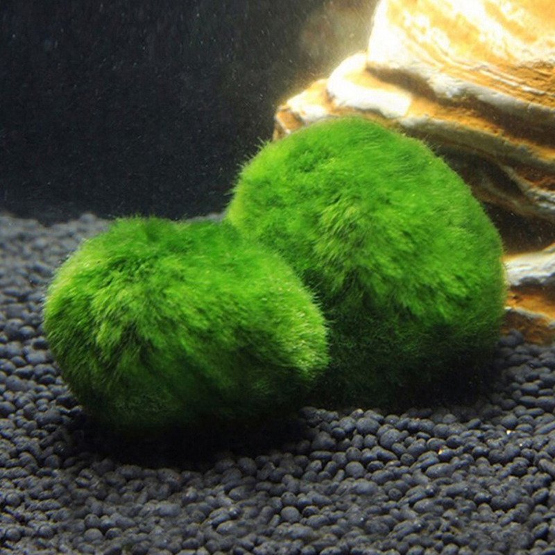 ماريمو كرات الطحلب حوض السمك ن - مراجعة Live Plant Aquarium وسعره