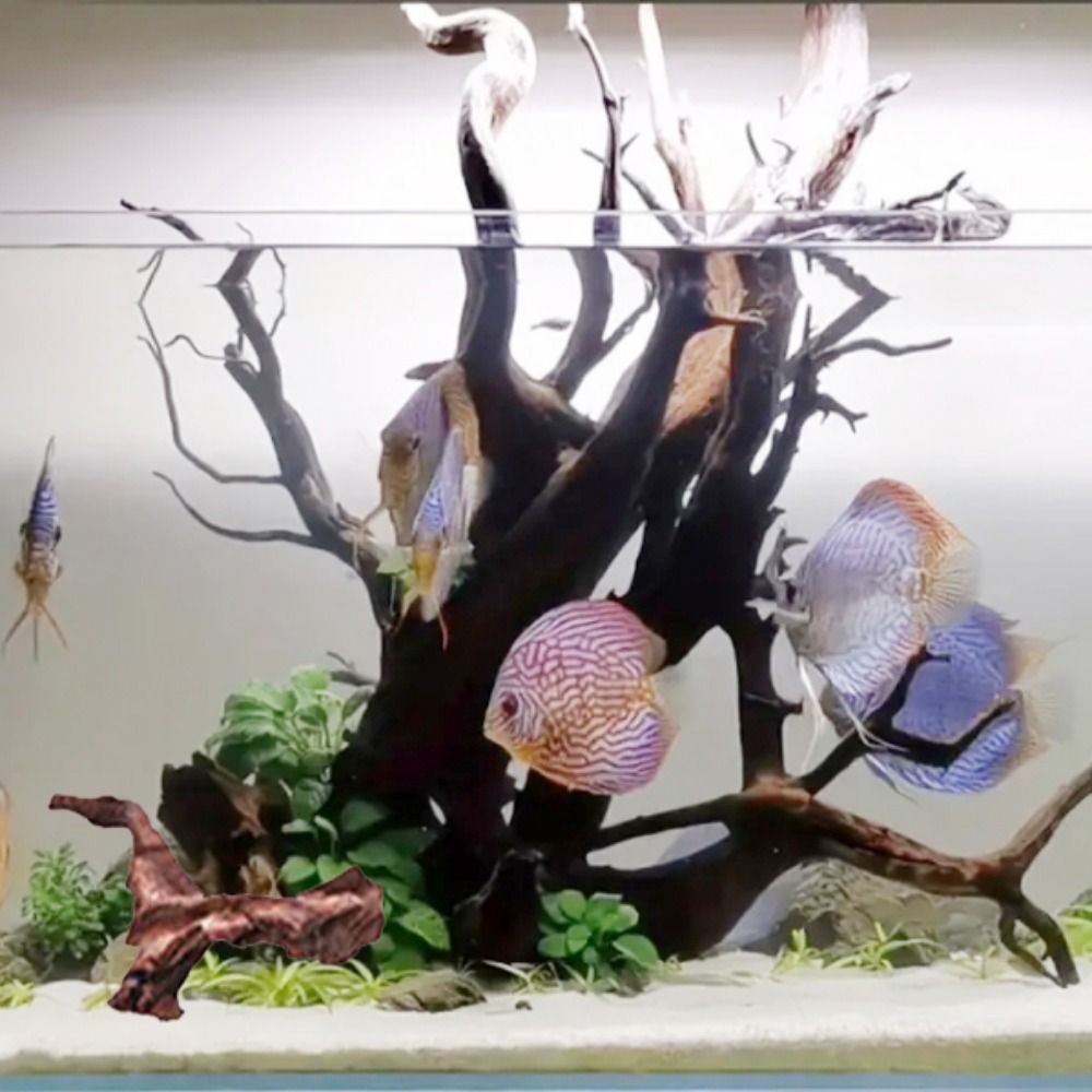 جذور شجرة الأناناس الطبيعية ال - مراجعة Aquarium Plant Substrate وسعره
