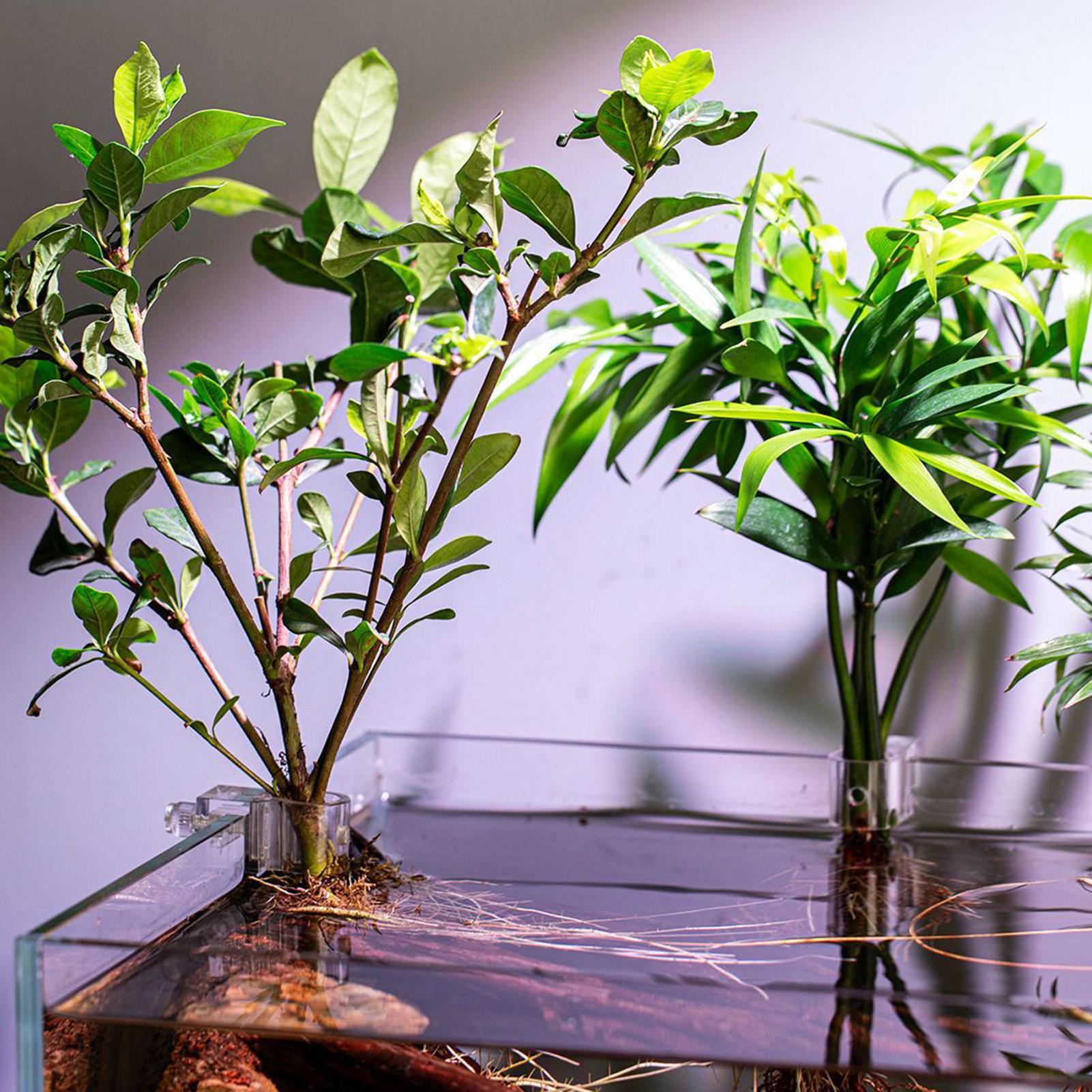 6 قطع حاملات نباتات للأحواض ال - مراجعة Aquarium Plants Live وسعره