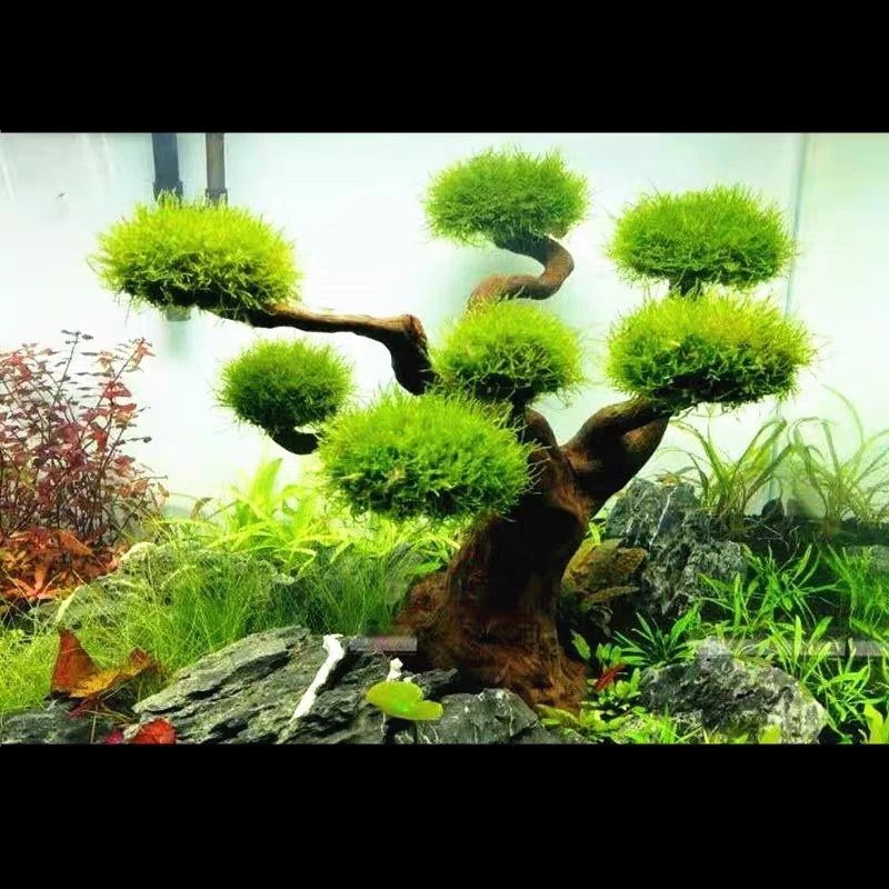 حوض السمك Driftwood المناظر ال - مراجعة Aquarium Plant Substrate وسعره