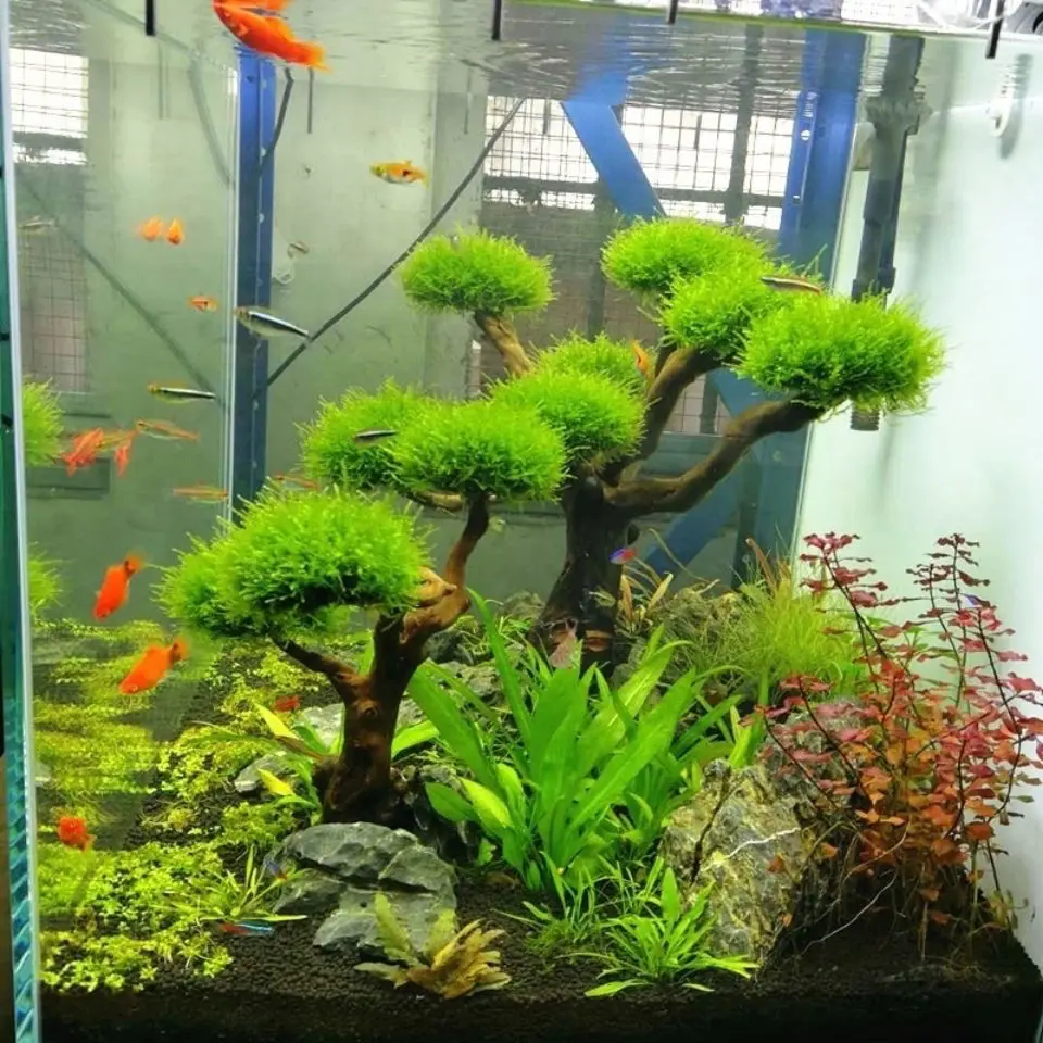 حوض السمك Driftwood المناظر ال - مراجعة Aquarium Plant Substrate وسعره