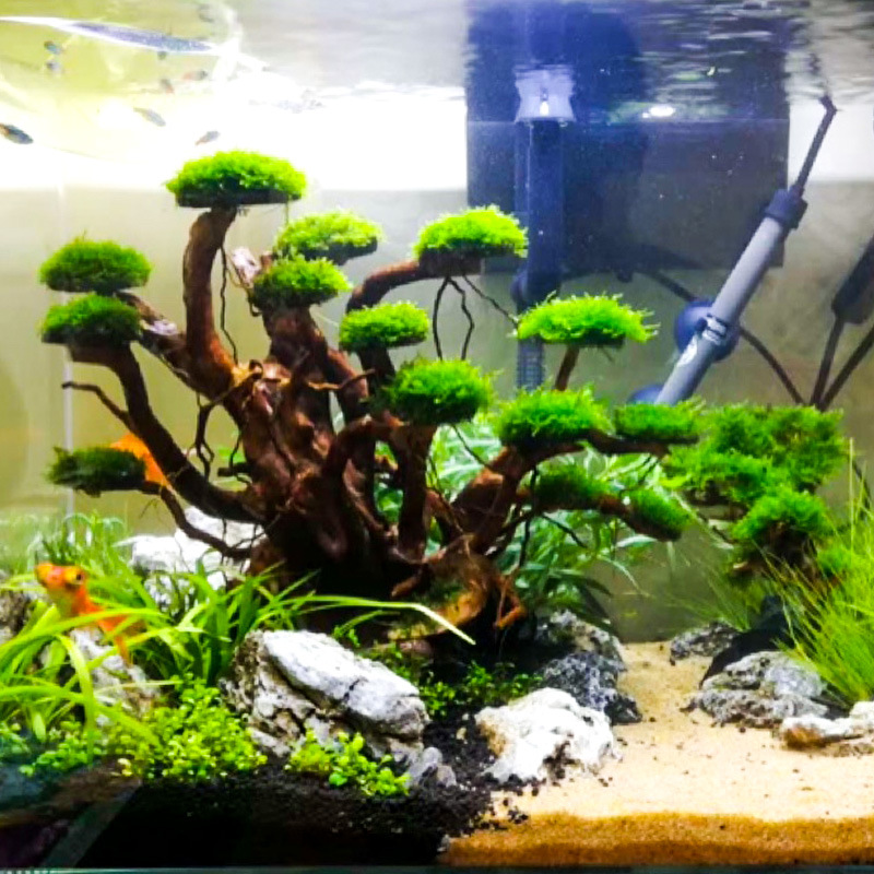 زينة حوض السمك: شجرة طحلب، هيك - مراجعة Aquarium Plant Substrate وسعره
