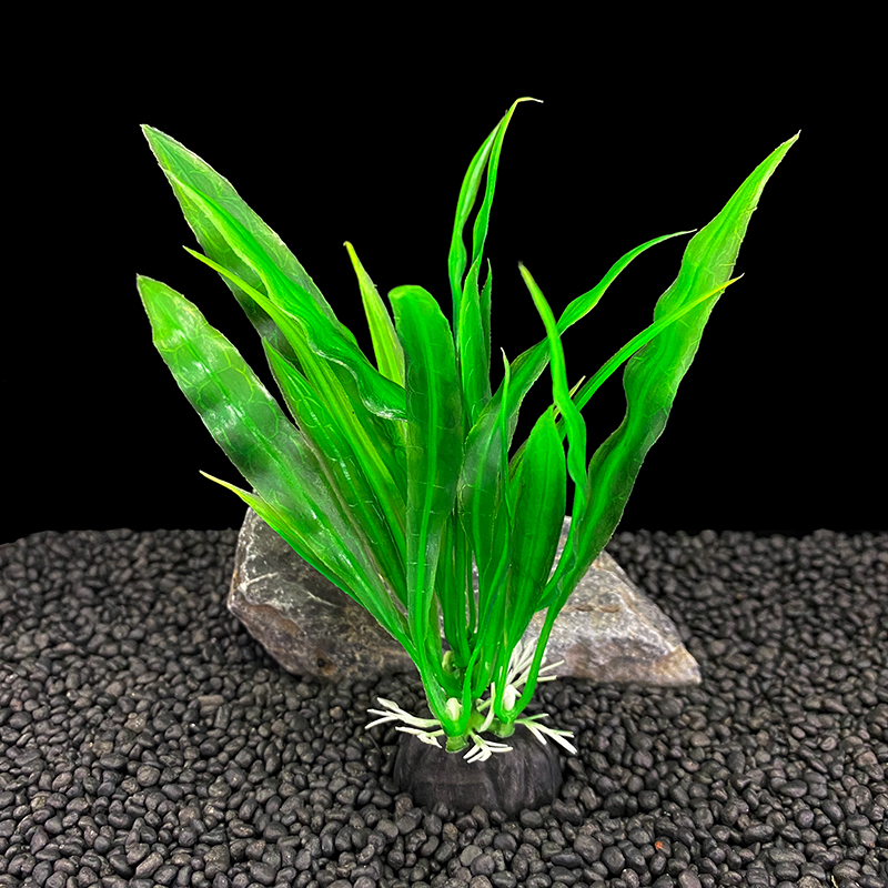 6 قطع من نباتات حوض السمك، ديك - مراجعة Live Plant Aquarium وسعره
